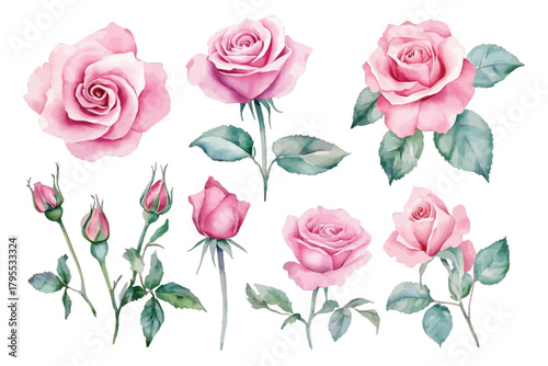 Watercolor pink roses and buds set for elegant floral design isolated on transparent background, Vector, illustration