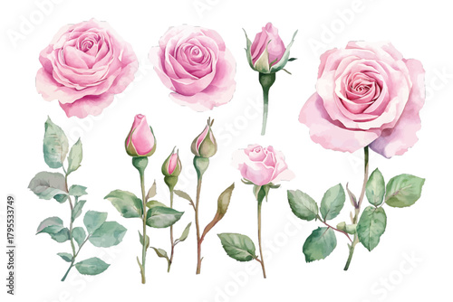 Watercolor pink roses set: blooming flowers, buds, and foliage isolated on transparent background, Vector, illustration