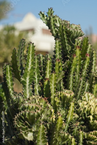 cactus in the garden