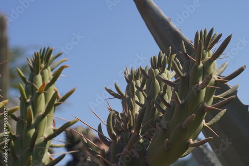 cactus in the desert