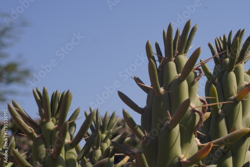 cactus in the desert
