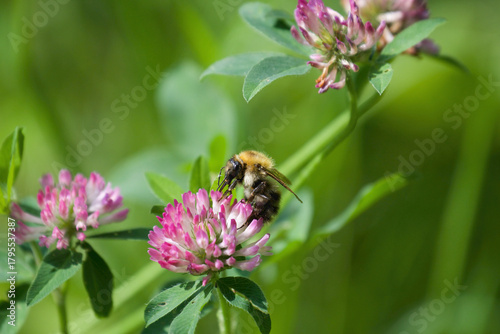 bee on pink clover flower