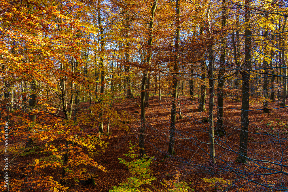 Obraz premium Bäume im Herbst im Nationalpark Jasmund auf der Insel Rügen