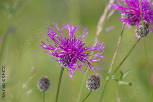 Greater knapweed