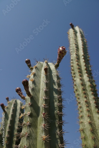 cactus in desert