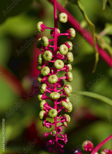 American Pokeweed