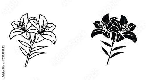 Stylized lily flower outline and silhouette vector, minimalist botanical design.