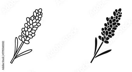 Minimalist lavender flower sprig outline and solid black silhouette icon vector