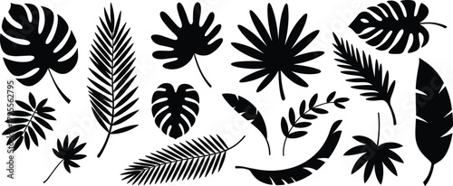 Tropical leaf silhouette illustration, exotic plant vector, black botanical icons, nature design elements, monstera palm banana fern shapes