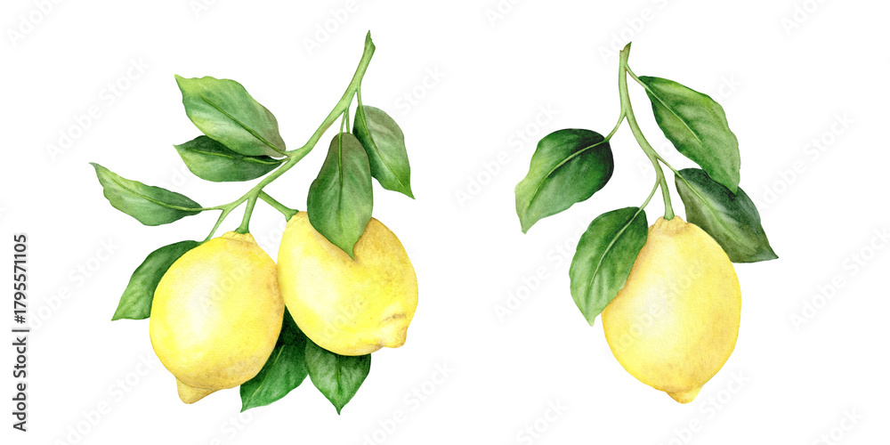 custom made wallpaper toronto digitalWatercolor set of lemon branches with fruits and leaves, tropical fruit. The illustration is hand-drawn, isolated on a white background. For design, print.
