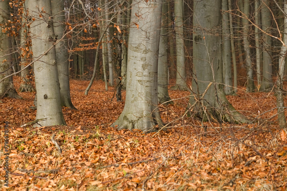 Fototapeta premium autumn in the forest