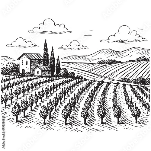 The image is a black and white drawing of a vineyard with a house in the background. The vineyard is filled with rows of grape vines, and the house is situated in the distance