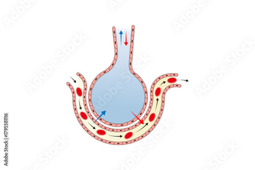 Alveoli Structure and Function Science Design. Vector Illustration.