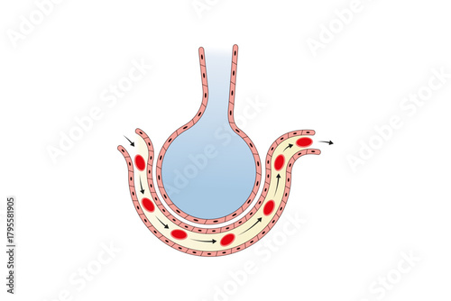 Alveoli Structure and Function Science Design. Vector Illustration.