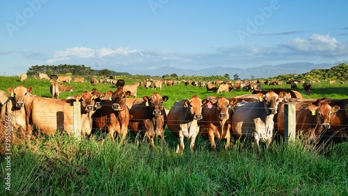 Happy New Zealand Brown Cows