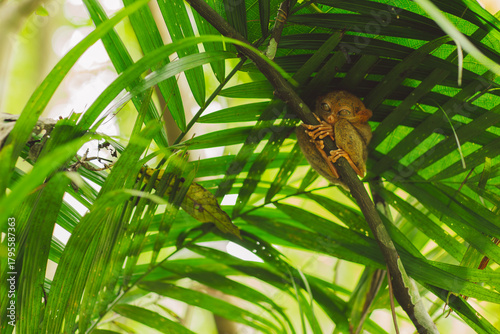Tarsier - Bohol Island - Philippines