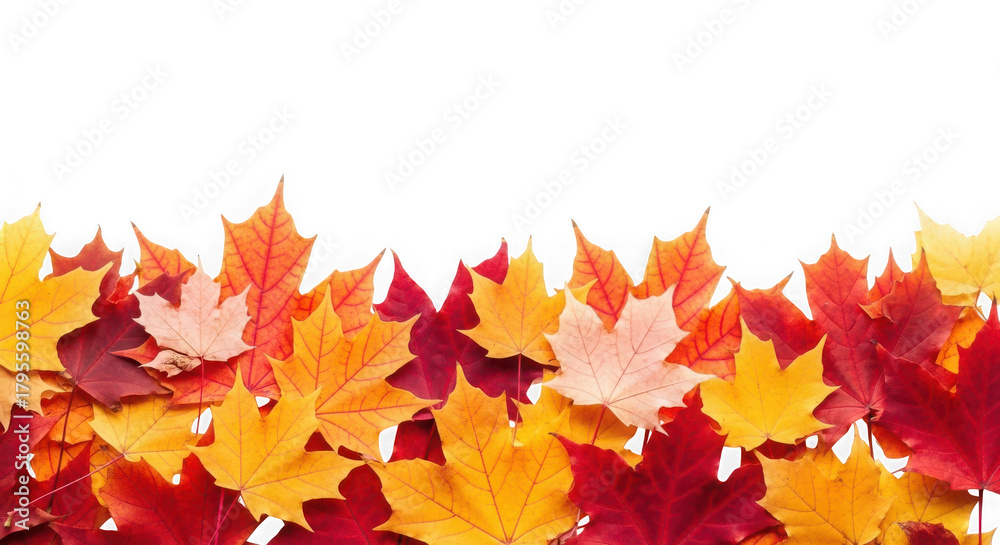 Fototapeta premium Colorful autumn leaves, a beautiful fall season