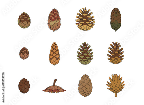 A collection of pine, spruce, and larch cones, accompanied by elegant botanical drawings and a bundle of natural seasonal decorations set against a white background, rendered as a vector illustration