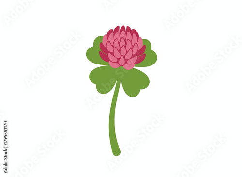 A clover flower, a wild plant with trefoil leaves, depicted in a botanical drawing, blooming as a field herb with an herbal inflorescence on a stem, rendered as a flat vector illustration set against