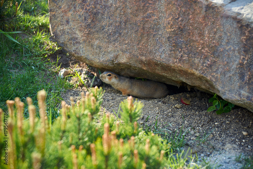 A funny cute gopher cautiously peeks out from under a rock on a warm sunny summer day