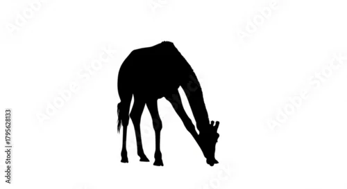 Fototapeta Silhouette of a giraffe bending down to eat grass in a black and white image on a white background