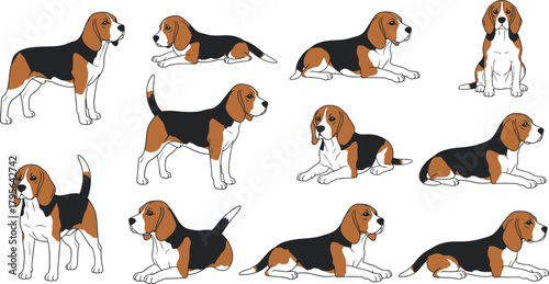 Beagle dog poses vector illustration, cute pet character design, tricolor puppy standing sitting walking lying, cartoon animal clipart for animation