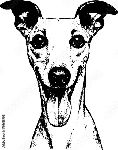 Whippet portrait in retro xerography engraving style with slim muzzle, alert ears and high-contrast shading, isolated on transparent background.