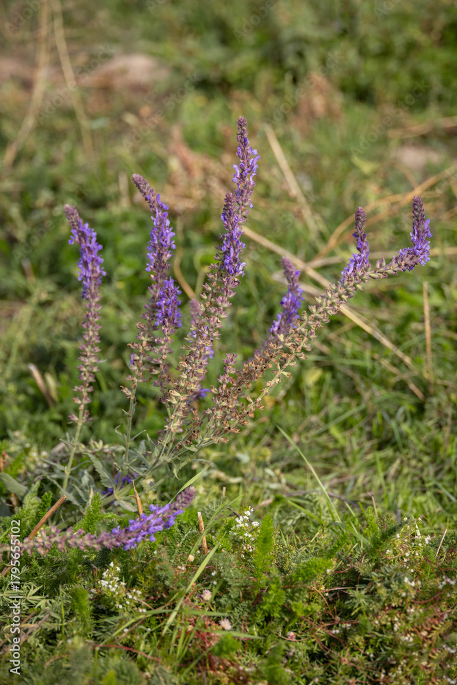Obraz premium A wild purple flowering plant grows in a grassy field, with delicate blooms rising above the natural green background