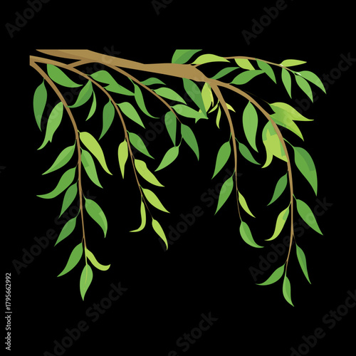 Elegant Plant Weeping Willow Tree Branch with Drooping Leaves Vector Illustration for Serene Nature Designs