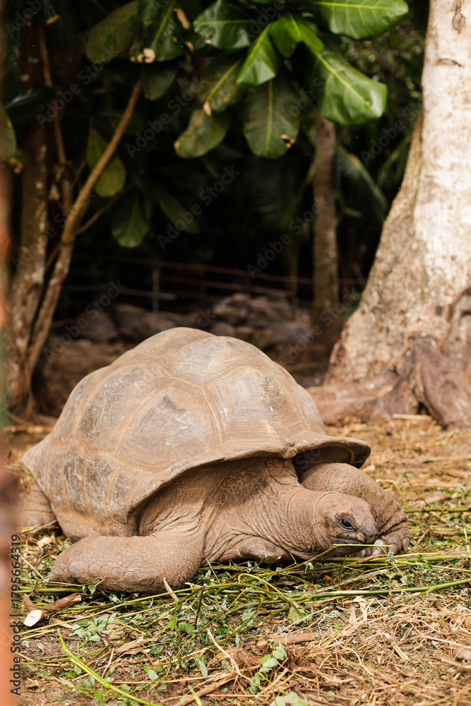 Fototapeta premium Big old turtle on the ground in Seychelles
