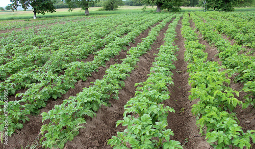 Potatoes are grown in the field