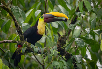 Keuken achterwand Toekan Toekan in jungle van Costa Rica  © Harry Collins