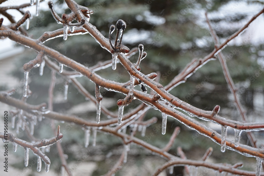 Obraz premium Spring Icy Rain on trees