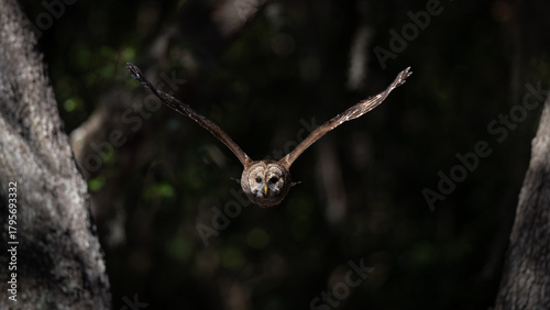 A barred owl in Florida 
