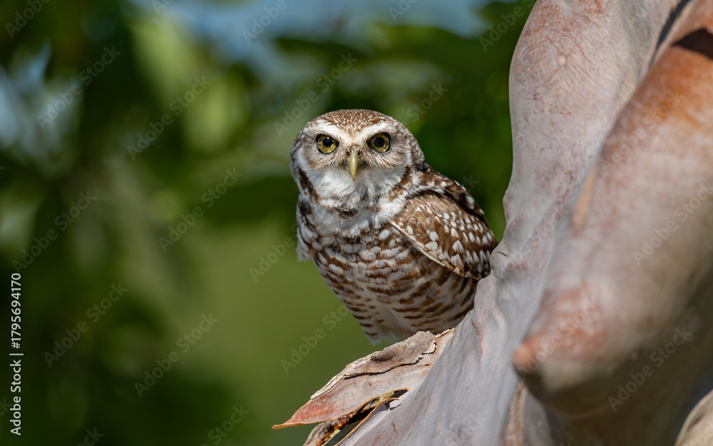Fototapeta premium A burrowing owl in Florida 