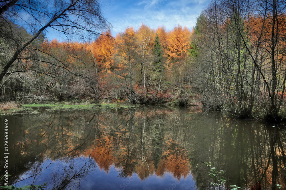 Obraz premium Rich Autumn Foliage in Mortimer Forest on the Shropshire–Herefordshire Edge