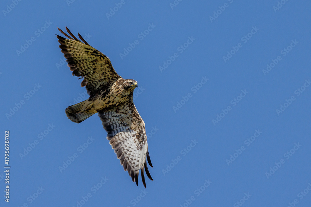 Fototapeta premium Mäusebussard (Buteo buteo)
