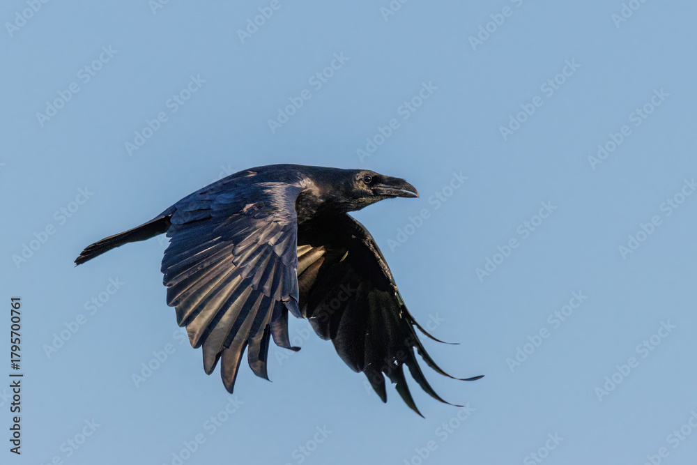 Obraz premium Kolkrabe (Corvus corax)