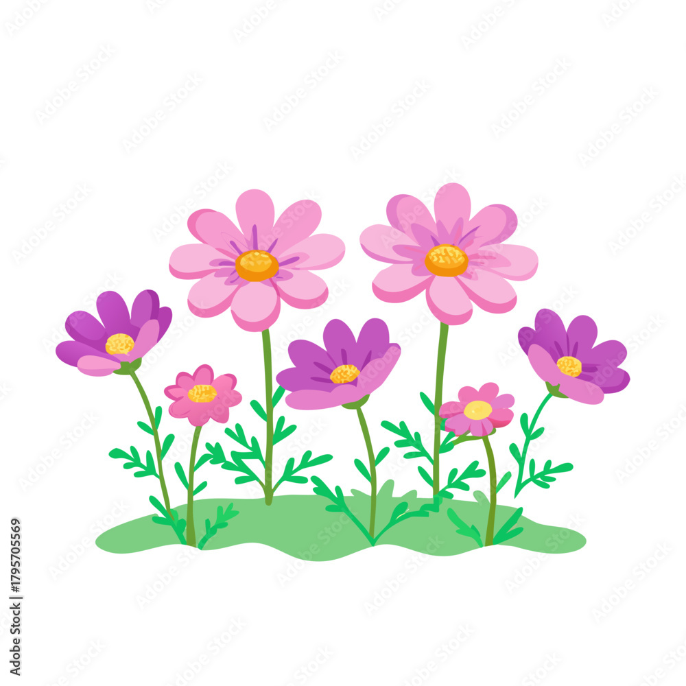 Fototapeta premium beautiful cosmos flower field