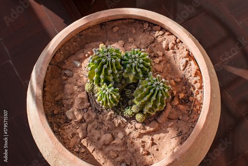 Several green cactus balls in a clay pot in the sun