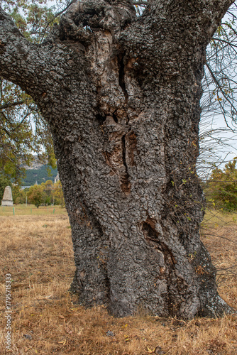 wrinkled tree trunk with several holes in an autumn forest