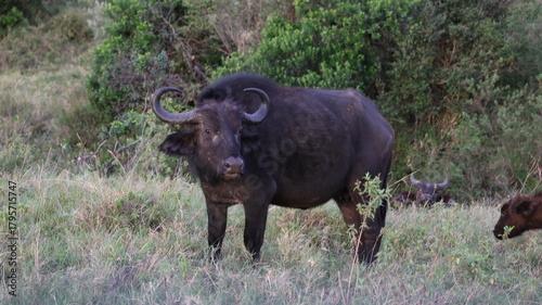 Photography An African buffalo standing in the Masai Mara, capturing the raw power and iconic presence of one of Africa’s most formidable wild animals