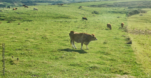 A beautiful shot of a spotted cow grazing on a green valley
