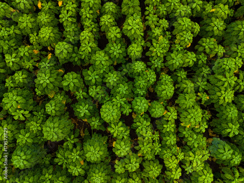 Lush green foliage fills the landscape, creating a vibrant tapestry of life in an abundant forest during the early morning sun