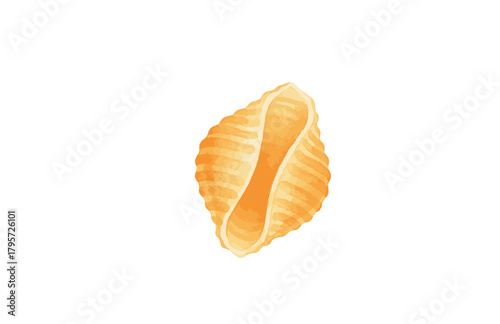 A watercolor illustration of a single conchiglie shell pasta. Hand-drawn classic Italian food ingredient