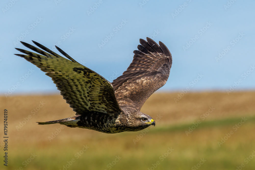 Fototapeta premium Mäusebussard (Buteo buteo)