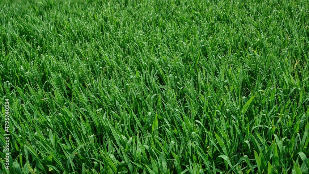 Obraz premium Lush green grass field with dense vegetation.