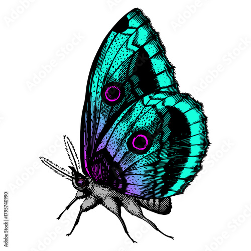 butter flay tattoo design. Vector illustration
