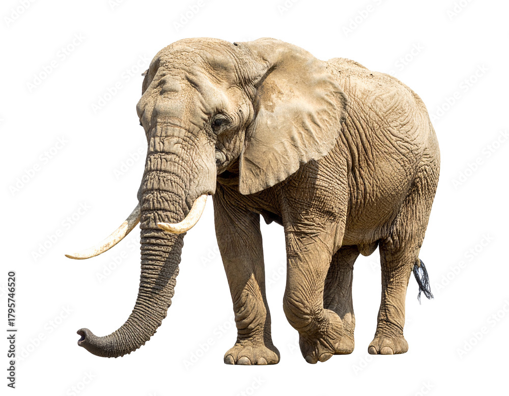Fototapeta premium Elefant isoliert auf weißem Hintergrund, Freisteller, , Wildtier, transparent 