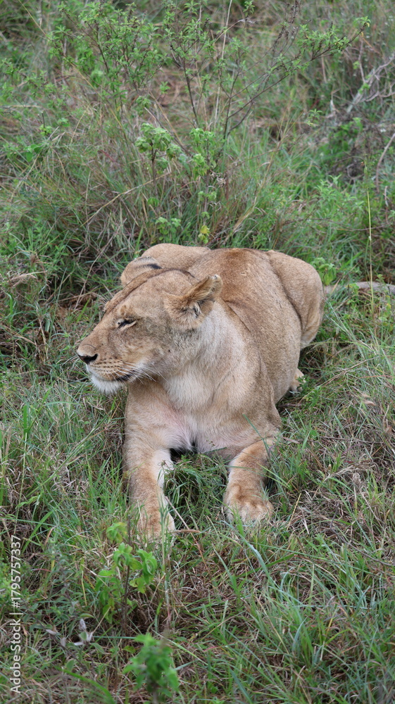 Naklejka premium A close-up portrait of a female lion capturing calm strength, sharp focus, and elegant beauty in the wild.